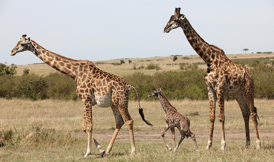 Giraffengeburt