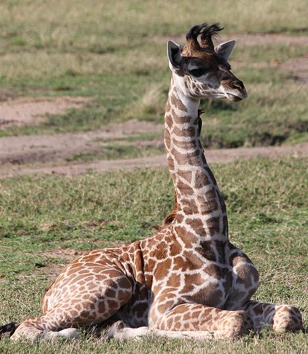Masai Giraffen