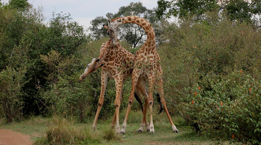 Giraffenbullen