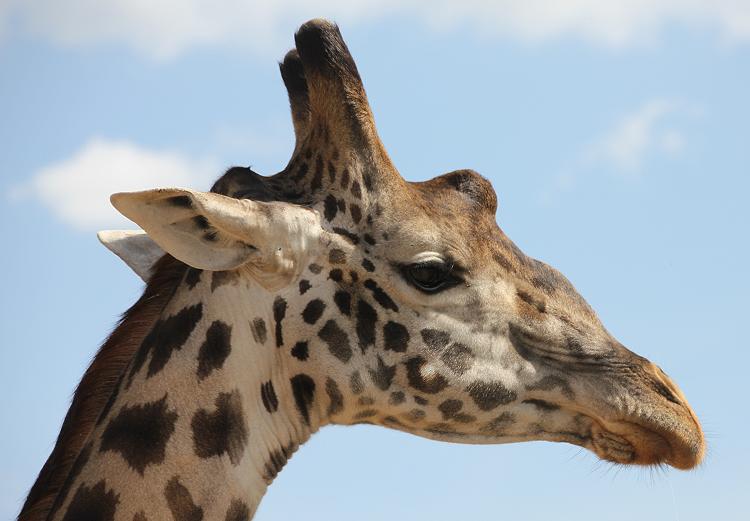 Masai Giraffen