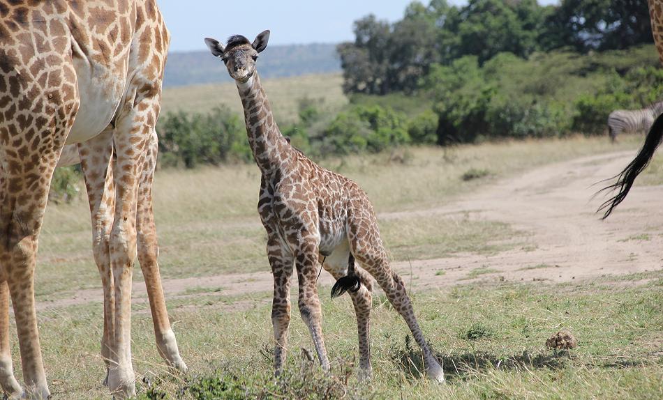 Giraffengeburt