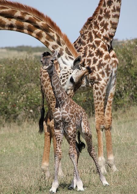 Giraffengeburt