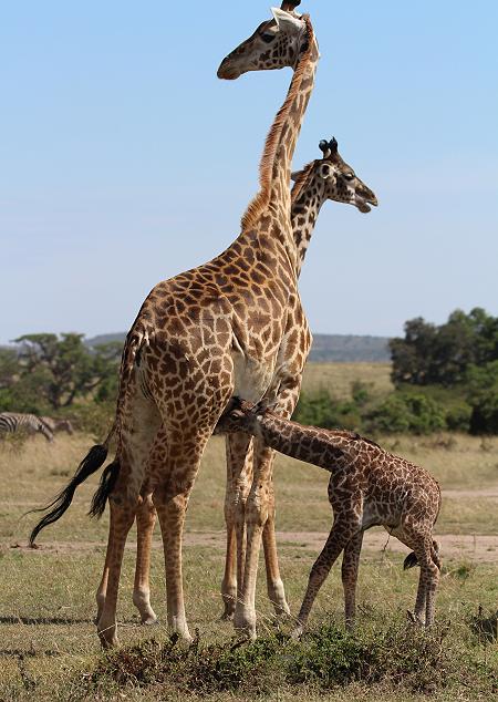 Giraffengeburt