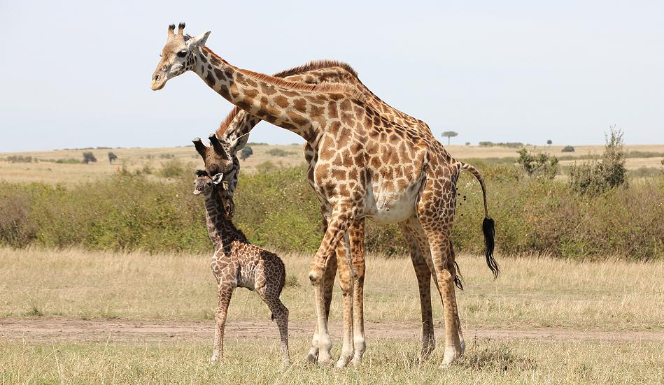Giraffengeburt