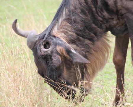 Gnu