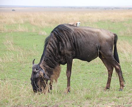 Gnu