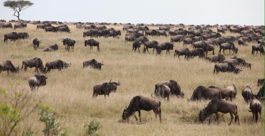 Gnus