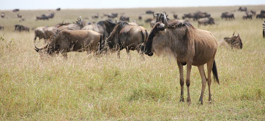 Gnus