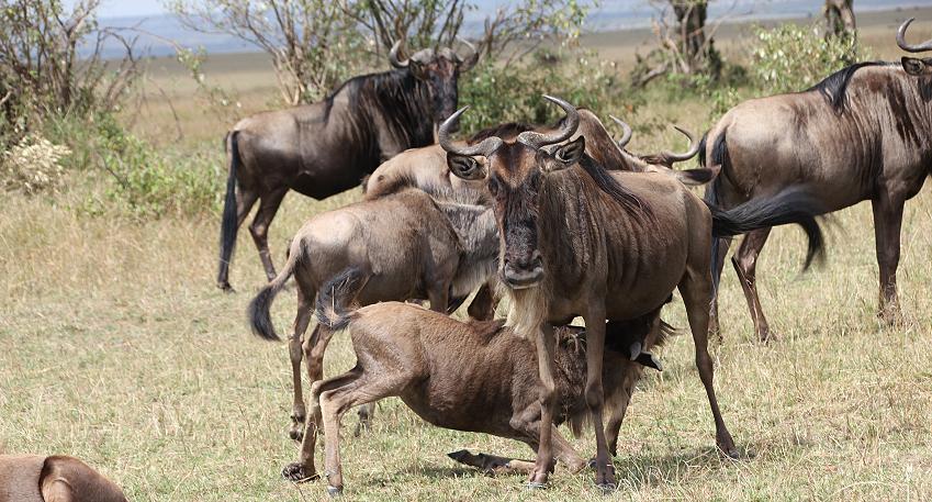 Gnus