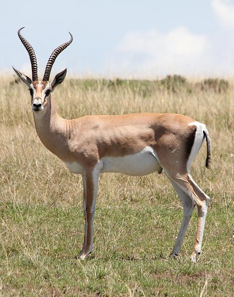Grantgazelle