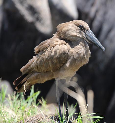 Hammerkop