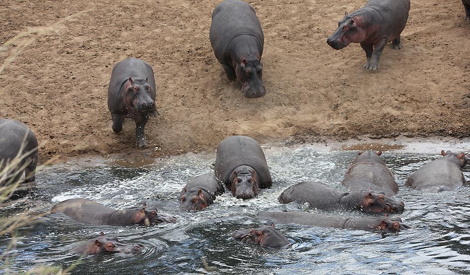 Flusspferd im Mara River