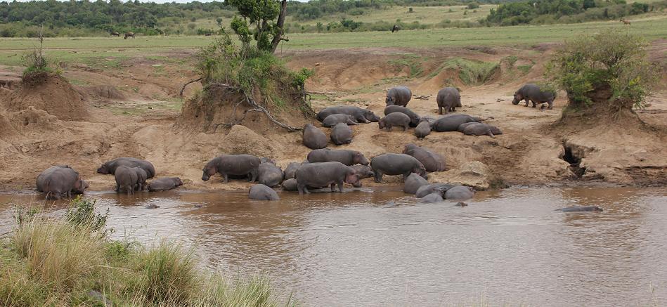 Flusspferde im Mara River
