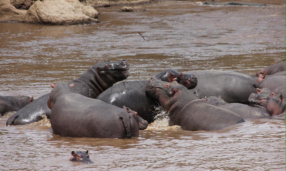 Flusspferde im Mara River