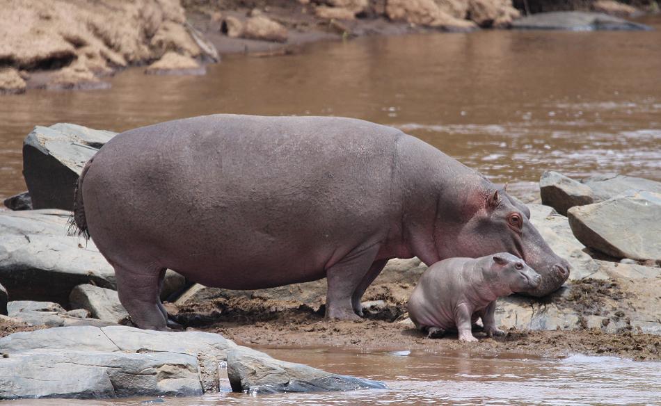 Flusspferdbaby im Mara River