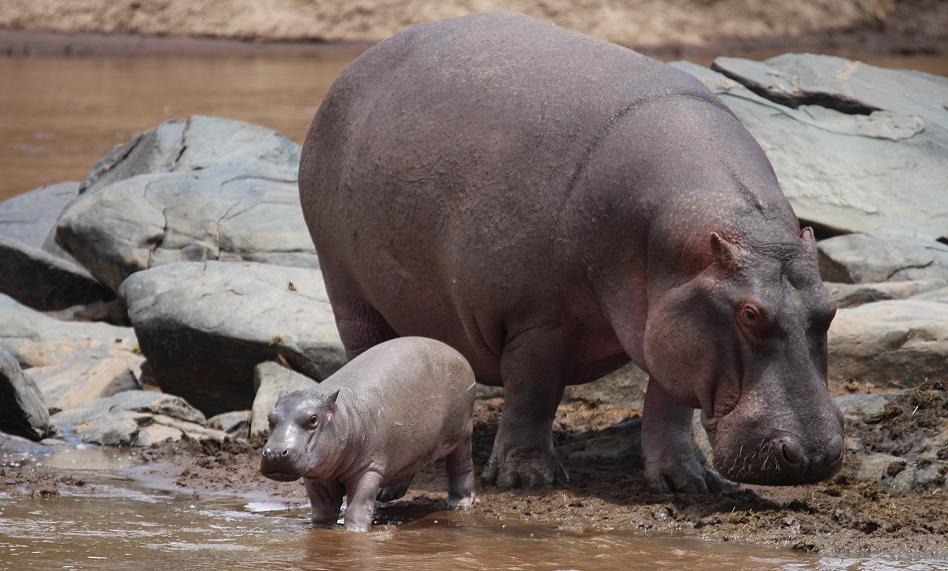 Flusspferdbaby im Mara River