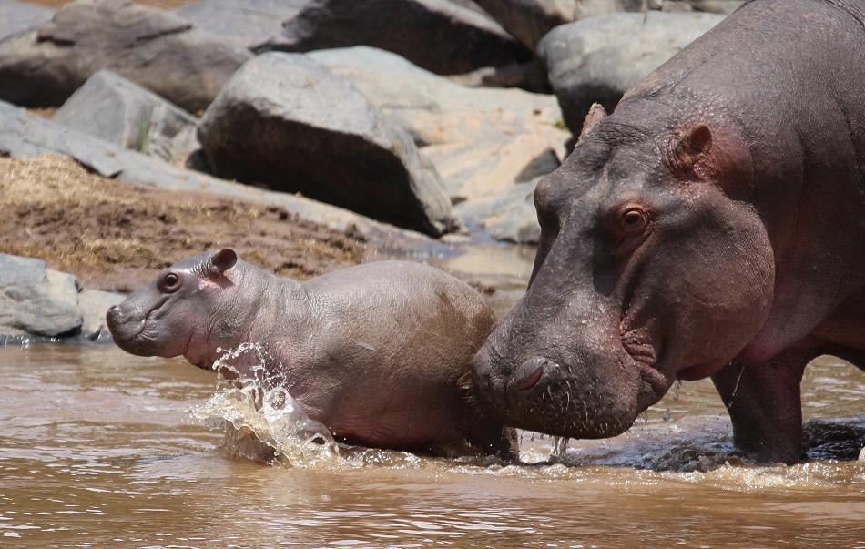 Flusspferdbaby im Mara River
