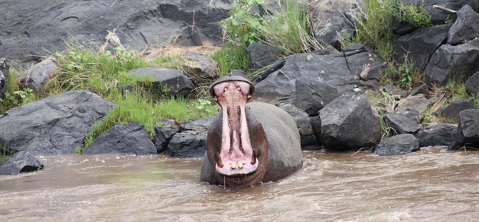 Flusspferd im Mara River