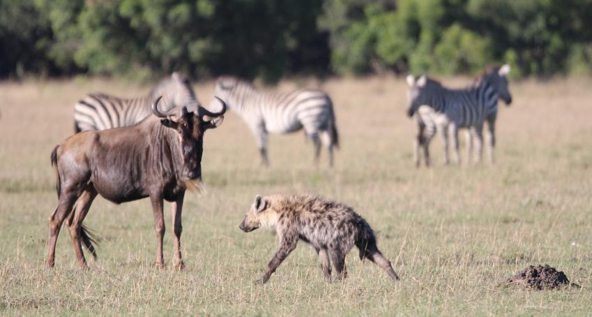 Tüpfelhyänen, Masai Mara
