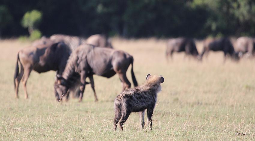 Tüpfelhyänen, Masai Mara