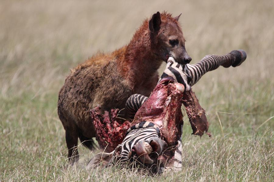 Typfelhyänen am Zebrakill