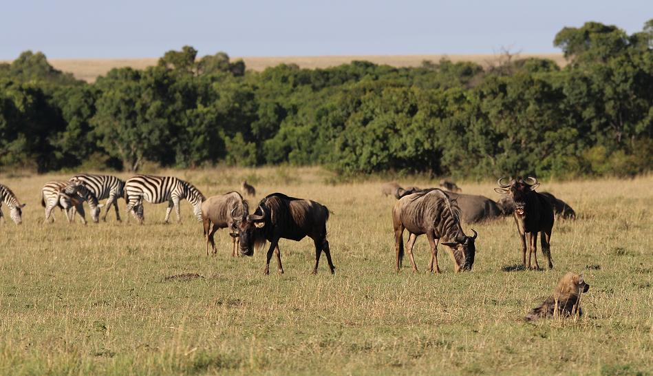Tüpfelhyänen, Masai Mara
