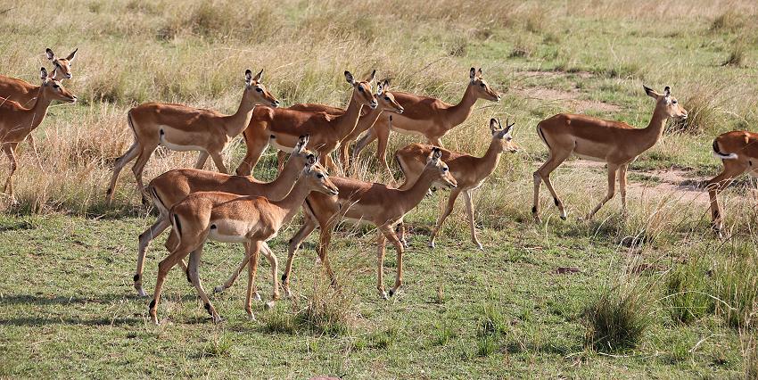 Impala
