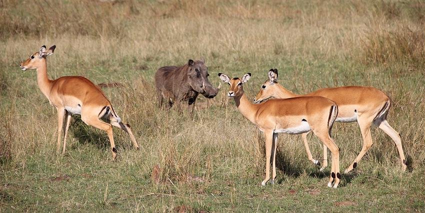 Impala