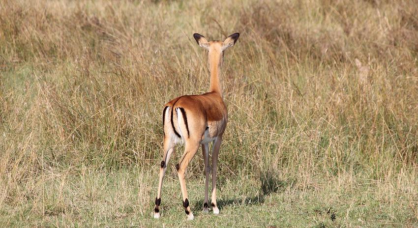 Impala