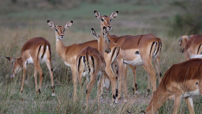 Impalas