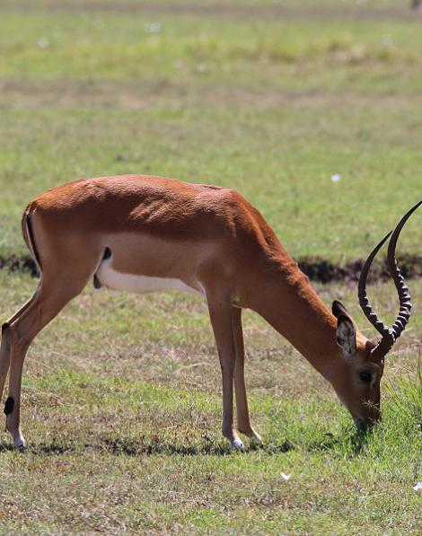 Impala