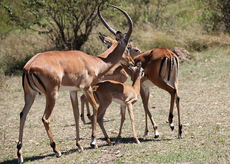 Impala