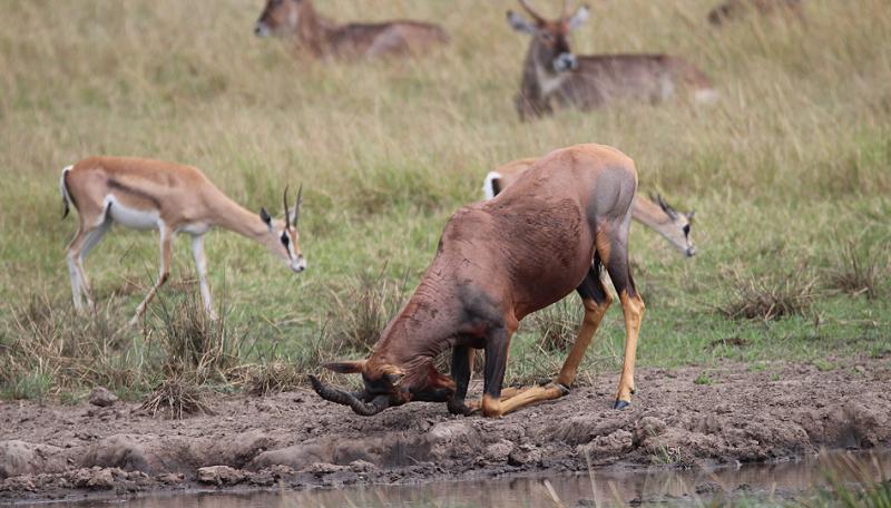 Mara Game Drive