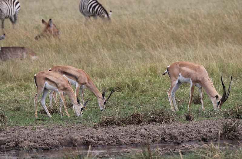 Mara Game Drive