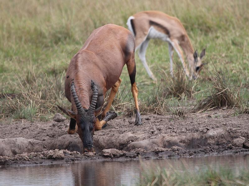 Mara Game Drive