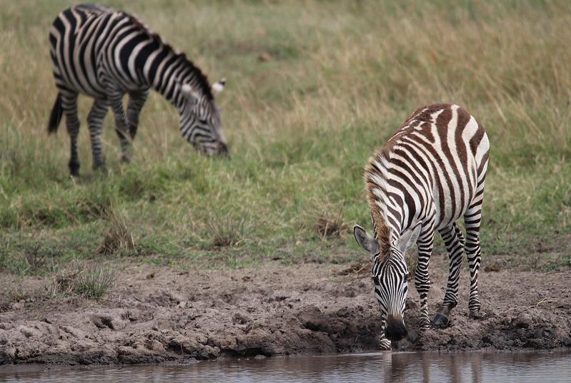 Mara Game Drive
