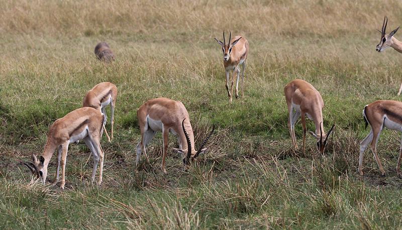 Mara Game Drive