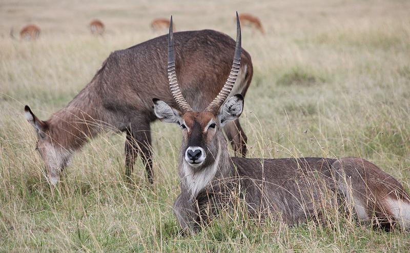 Mara Game Drive