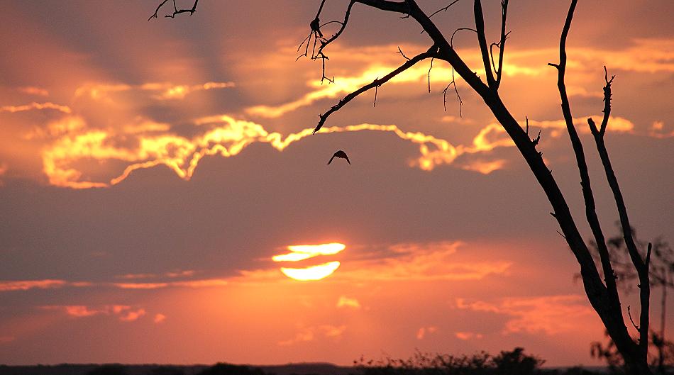 Sonnenaufgang in der Masai Mara