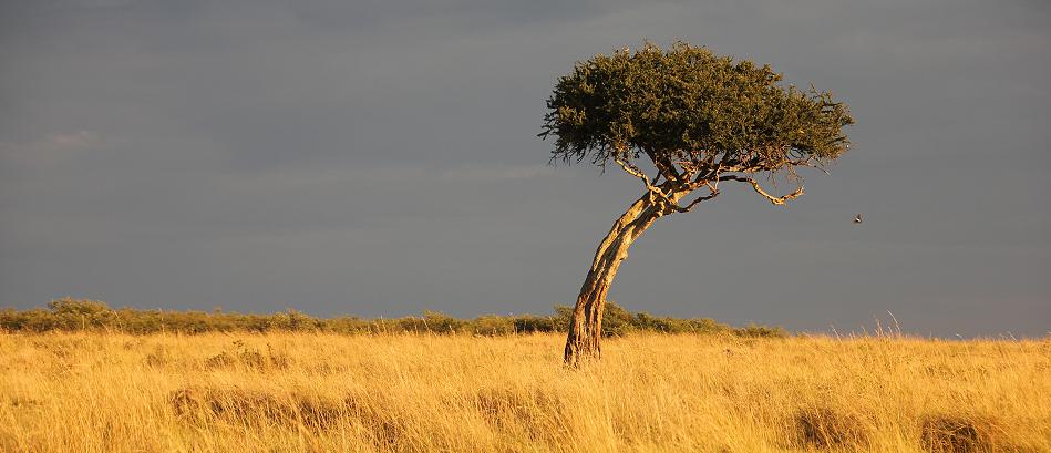 Masai Mara