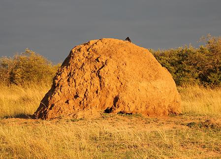 Masai Mara