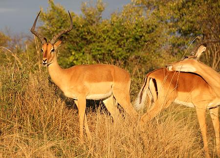 Masai Mara