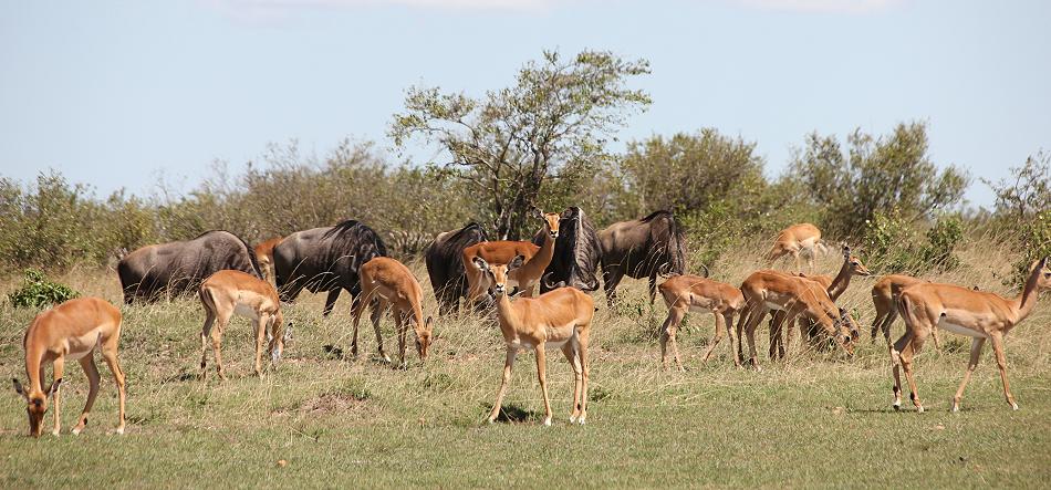 Mara Game Drive, selfdrive