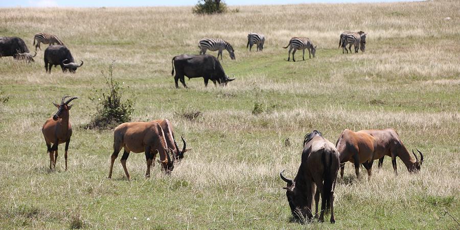 Mara Game Drive, selfdrive