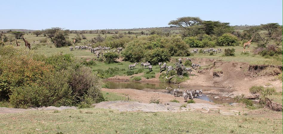 Bush Lunch