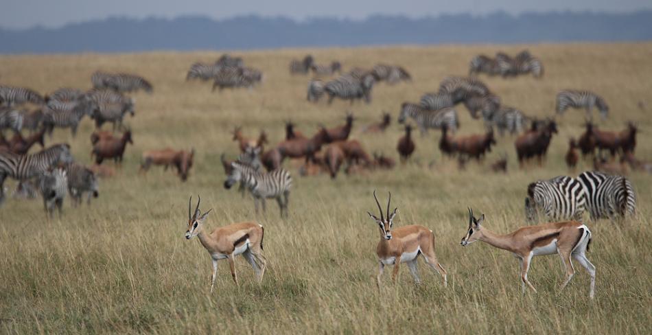 Mara Game Drive