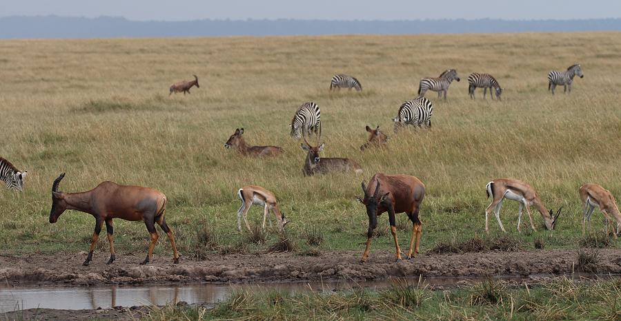 Mara Game Drive