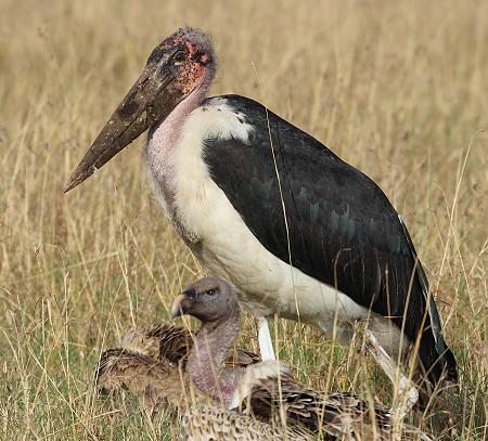 Marabu