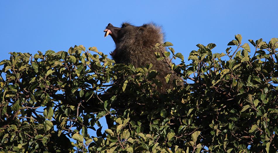 Pavian Männchen, Masai Mara