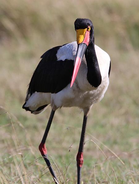 Sattelstorch